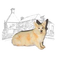 taxidermied corgi